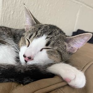 Meet your Posher, Nevaeh